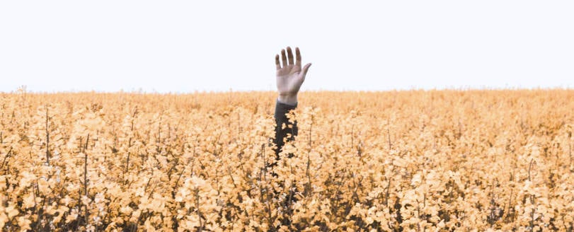 hand sticking out from oil seed field