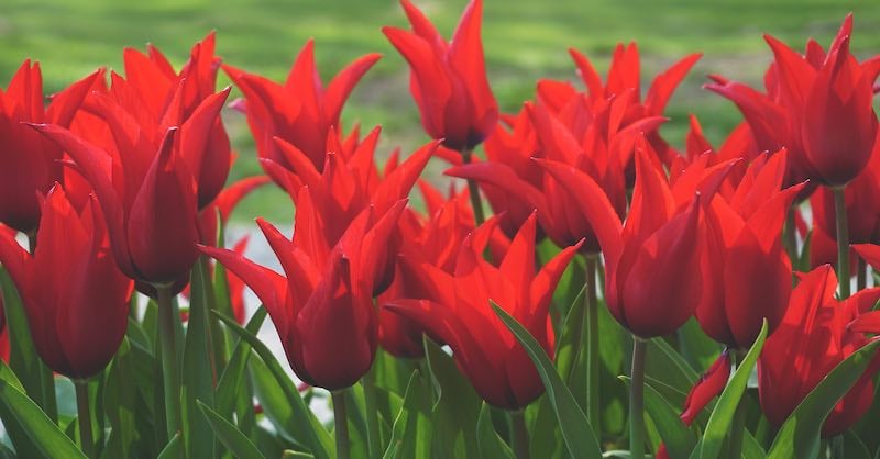 red tulips in flowerbed