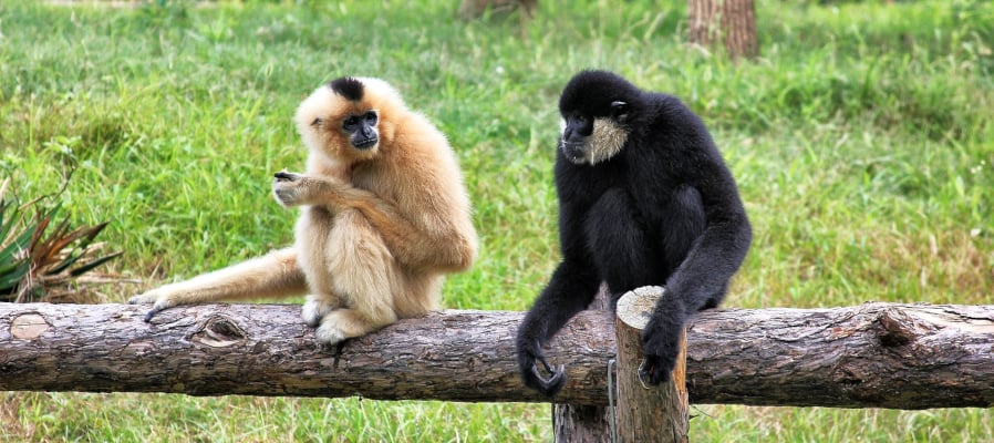 monkeys-talking-web-content