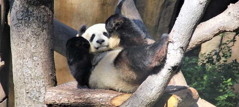 any excuse to use a panda photo
