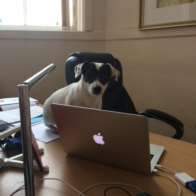 It's a dog's life if you don't get inbound marketing