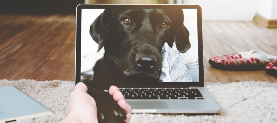 photo d'un chien sur un ordinateur portable